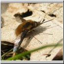 Bombylius major - Wollschweber m06.jpg